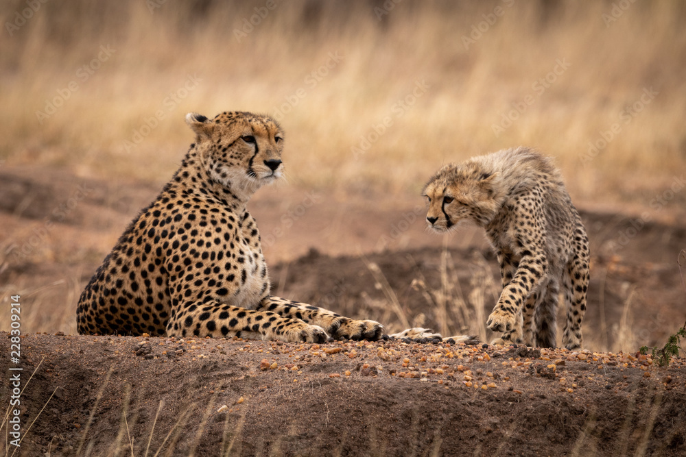 Fototapeta premium Cheetah cub walking towards mother lying down