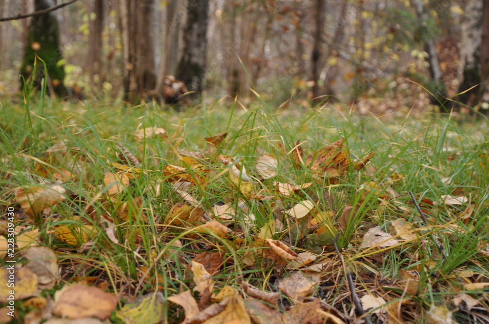 fall forest. Fallen yellow foliage lies on the grass. background fall forest. Fallen yellow foliage lies on the grass. background