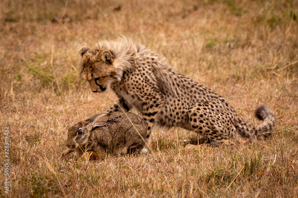 Naklejka premium Cheetah cub watching scrub hare in savannah