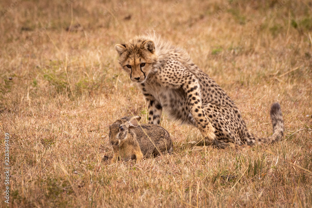 Naklejka premium Cheetah cub watching scrub hare on savannah