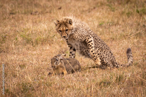 Cheetah cub watching scrub hare on savannah
