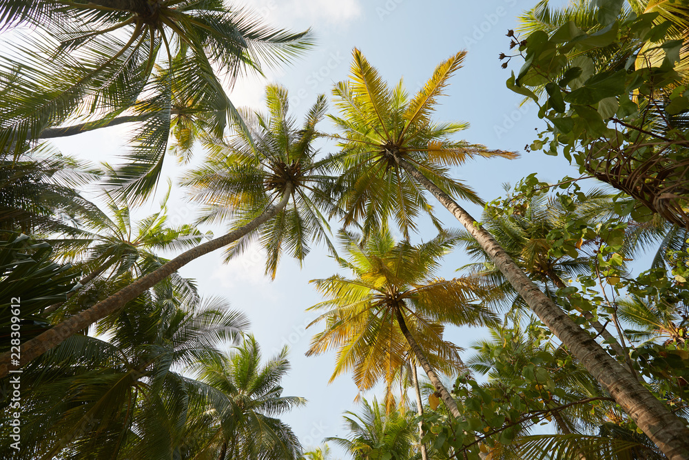 Coconut palm trees perspective view on exotical tropical island