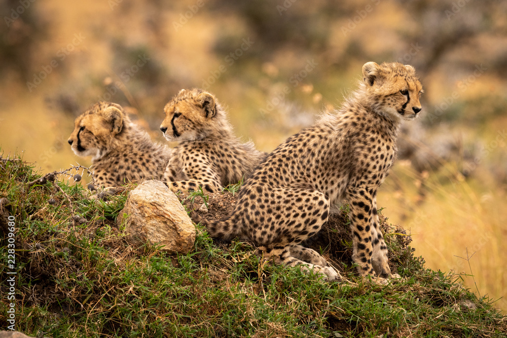 Fototapeta premium Cheetah cubs look out from rocky mound