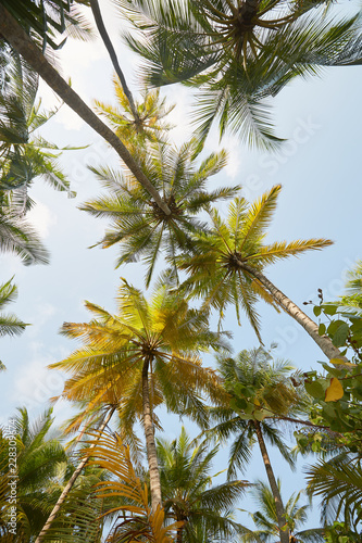 Coconut palm trees perspective view on exotical tropical island