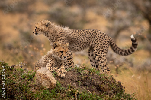 Cheetah cubs lying and standing on mound
