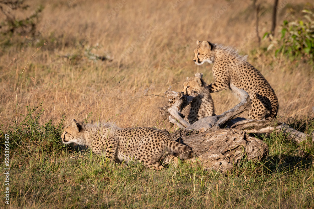 Naklejka premium Cheetah cubs sitting and standing by log