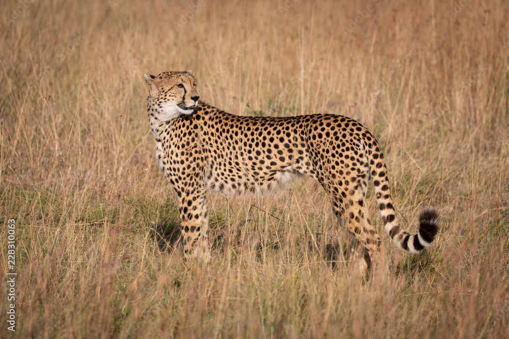 Cheetah in profile looking back in grass Cheetah in profile looking back in grass