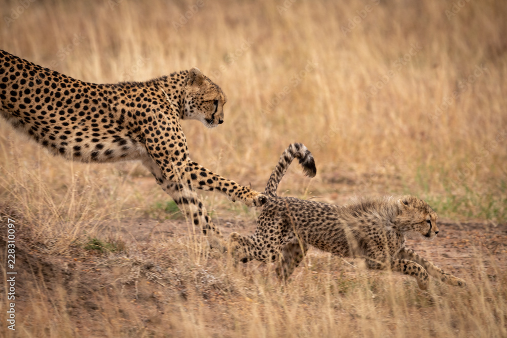Cheetah jumping down earth bank after cub