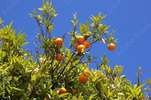 Oranges on tree against blue sky