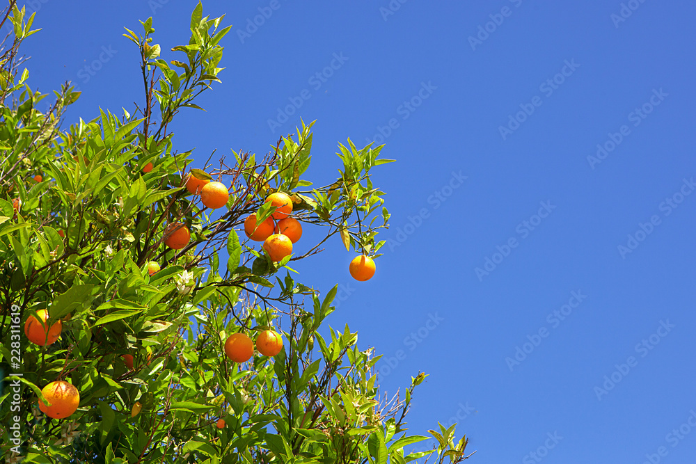 Ripe oranges on tree