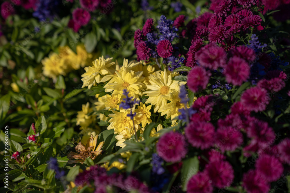 Obraz premium Flowers in field