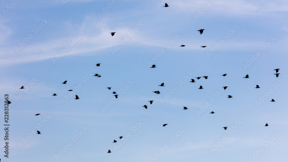 A flock of crows in the blue sky