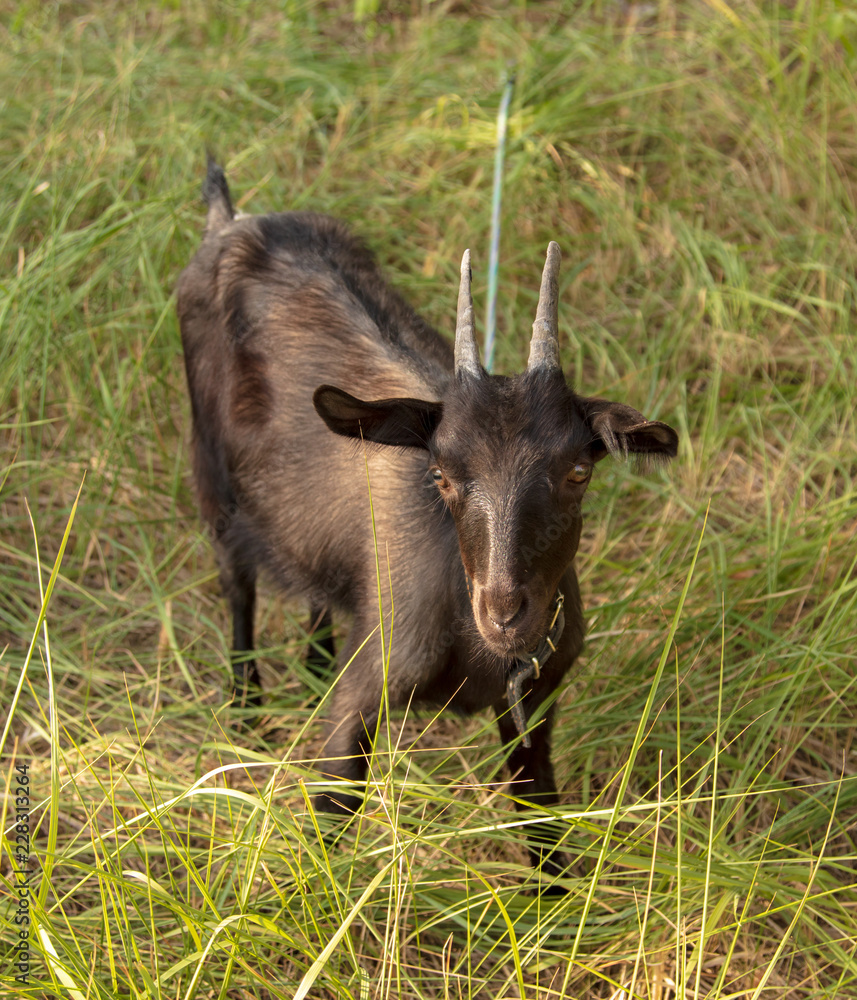 Portrait of a black goat on a pasture Portrait of a black goat on a pasture