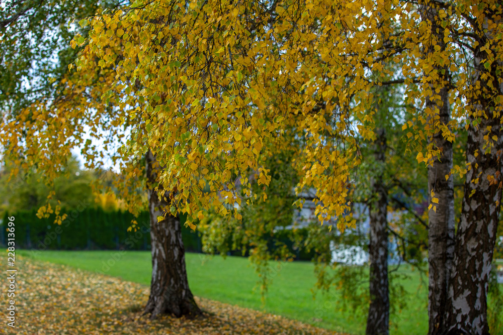 Naklejka premium Fall in the park