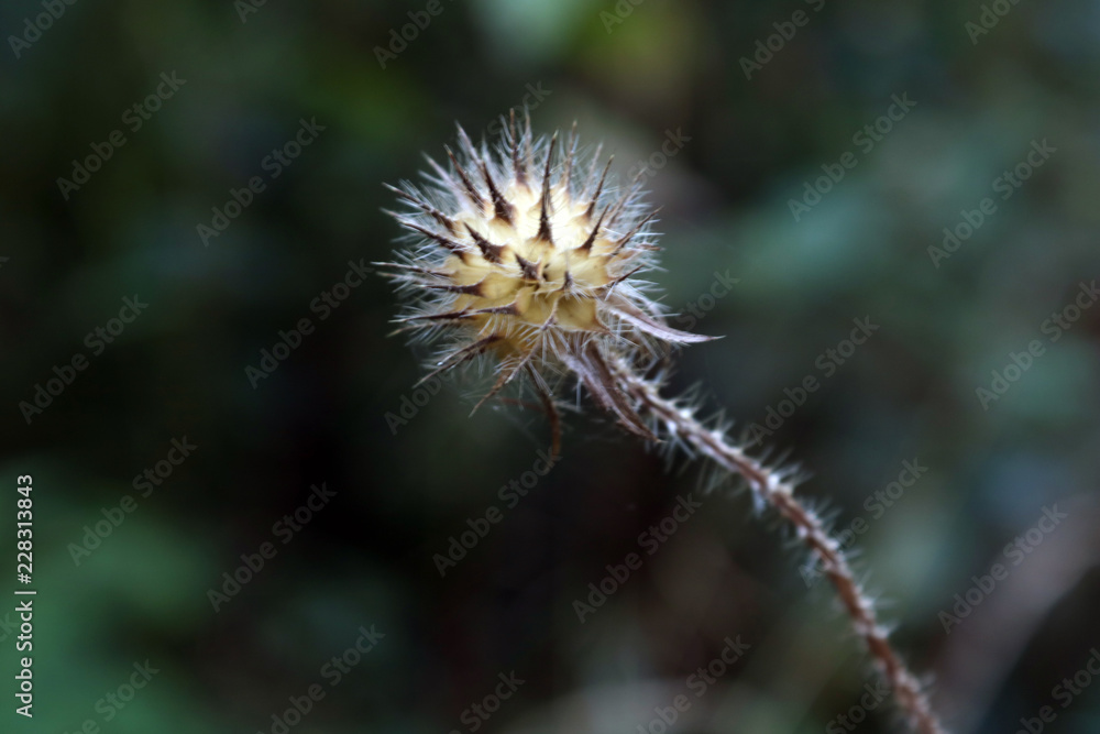 eine kleine Distel im Wald