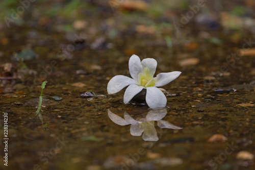 Orchid blossom in puddle after heavy tropical rain in rainy season monsoon season in Philippines Asia