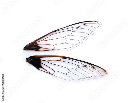 Insect wings on white background