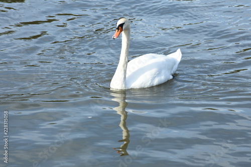 zwaan in kanaal Marne au Rhin in de Vogezen