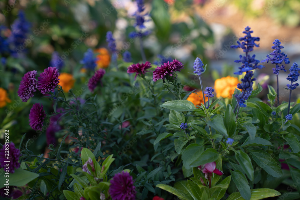 Obraz premium Flowers in field
