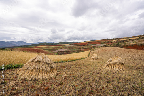 China, Yunnan province, Dongchuan, Red Land, field during harvest photo