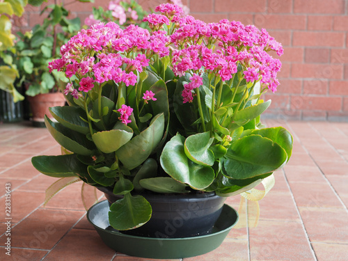 pink kalanchoe flower