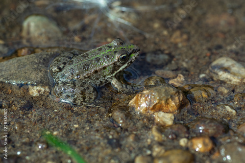 macro shot of river frog