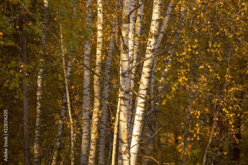 Fototapeta Naklejka Na Ścianę i Meble -  Birches in the forest in autumn as a background