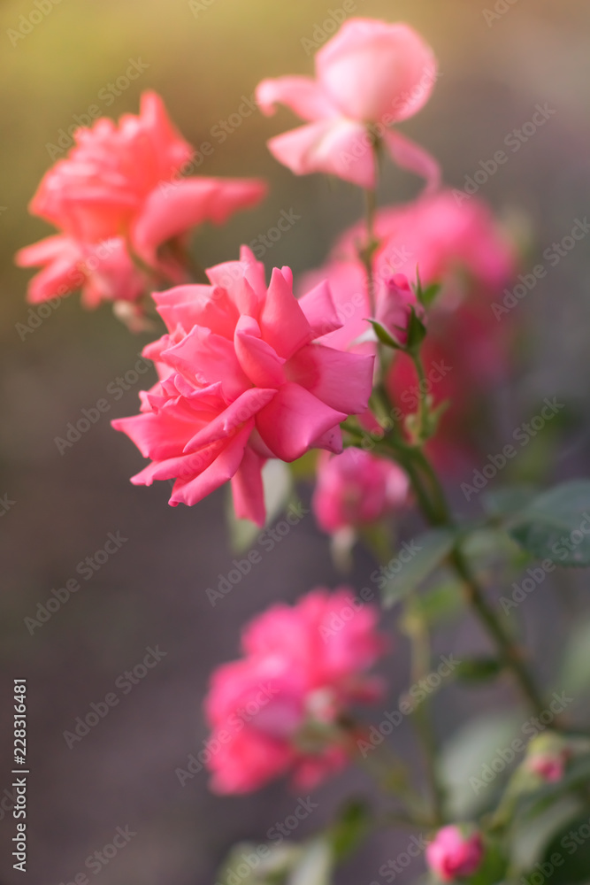 Pink pale roses bush with magical light in the summer garden.