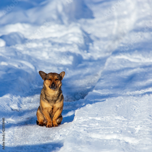 Portrait of a dog on the snow in winter © schankz
