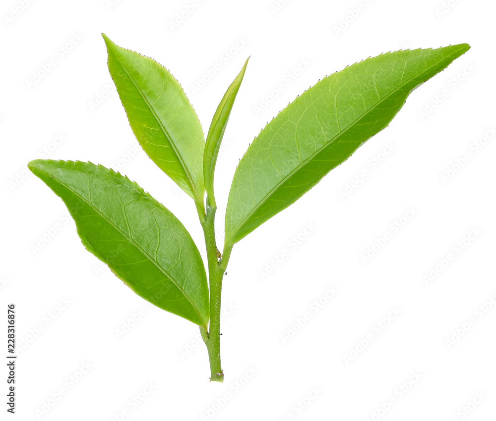 Obraz premium green tea leaf isolated on white background