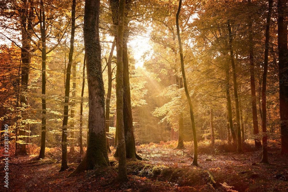 Autumn Landscape In The New Forest