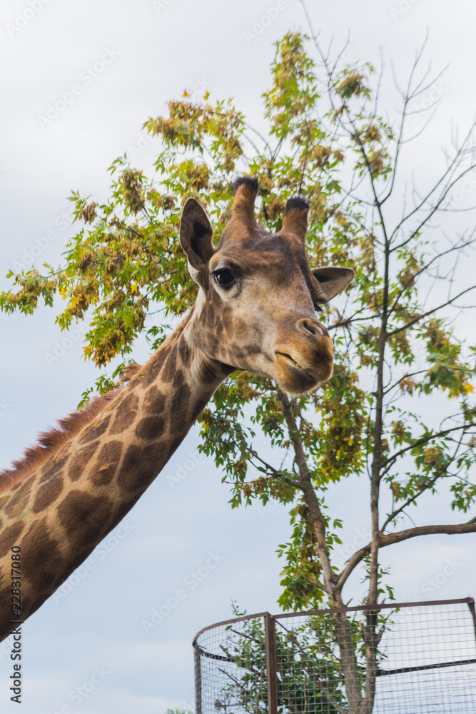 Fototapeta premium Giraffe on the background of a tree in the zoo