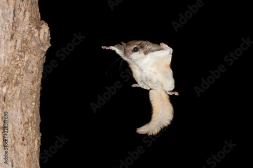 Fototapeta Southern Flying Squirrel flying to branch, taken in southern MN under controlled