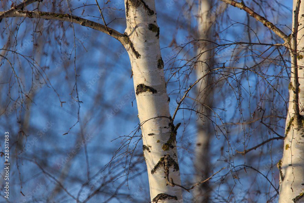 Naked birch in winter against the background of blue sky Naked birch in winter against the background of blue sky