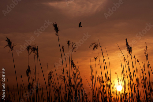 sunset in the country