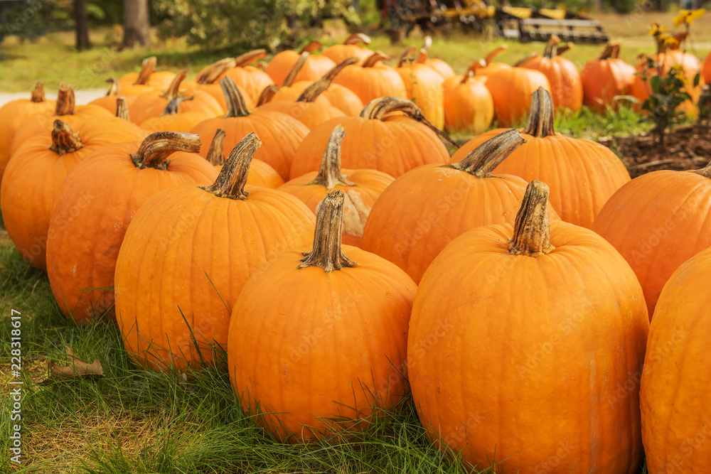 Orange big pumpkins on green grass. Symbol of the halloween sign, harvest.
Orange big pumpkins on green grass. Symbol of the halloween sign, harvest.