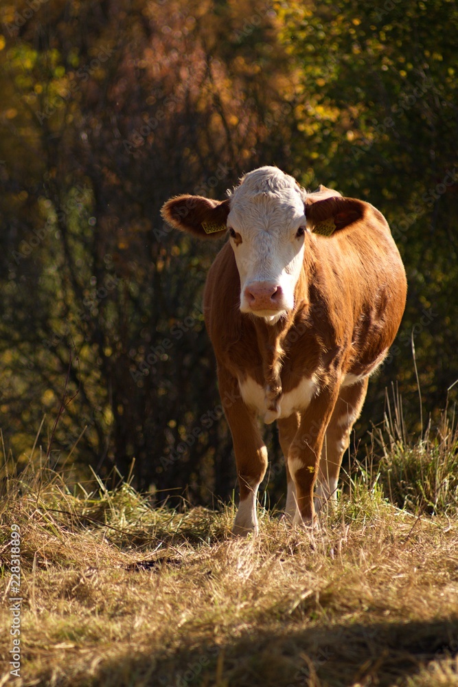 Cows and bulls in the meadow are grazing. Cows and bulls in the meadow are grazing.