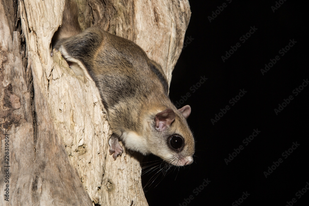 Southern Flying Squirrel taken in southern MN under controlled conditions