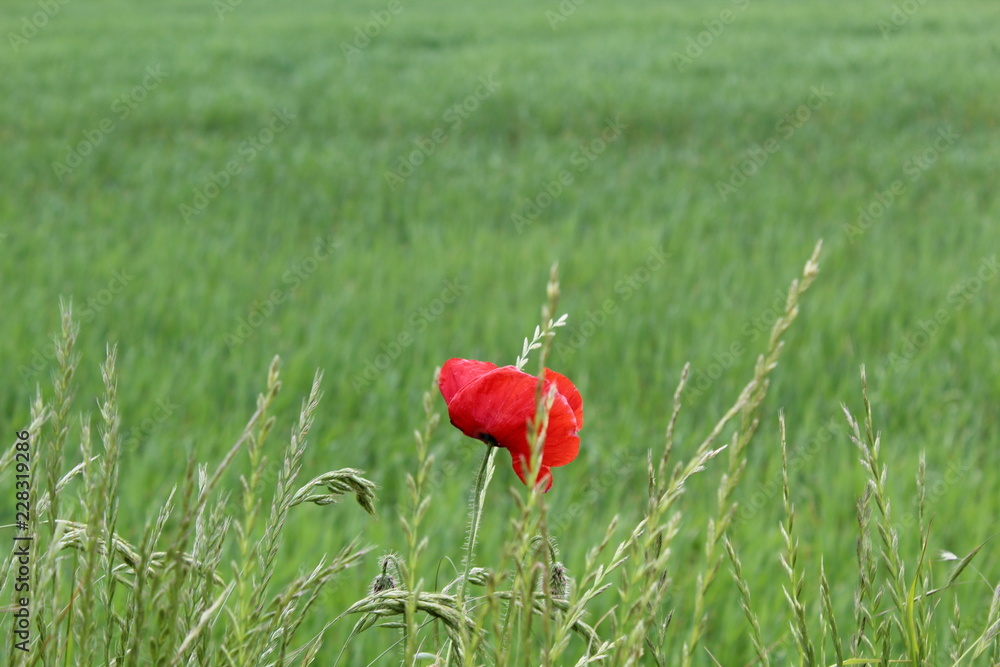 Obraz premium Dänemark