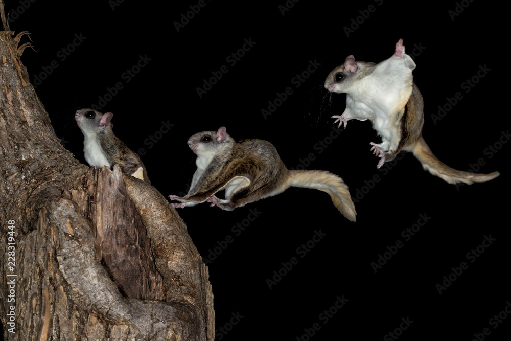 Fototapeta premium Southern Flying Squirrel taken in southern MN under controlled conditions