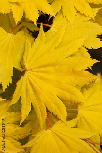 Yellow  Acer shirasawanum Aureum leaf