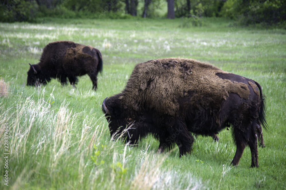 American Buffalo / Bison in Custer State Park in the Spring American Buffalo / Bison in Custer State Park in the Spring