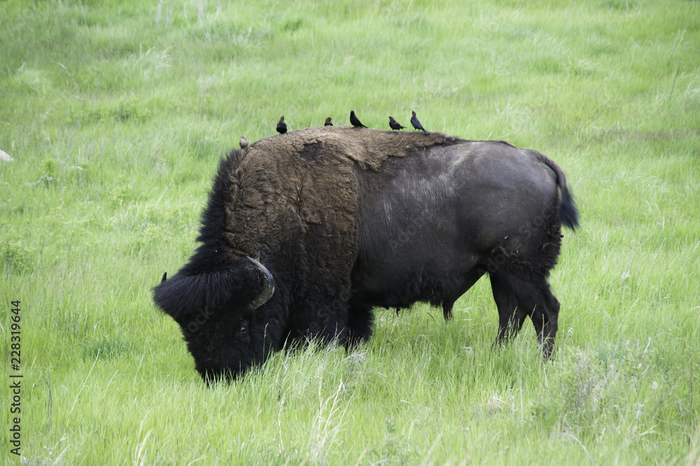 American Buffalo / Bison in Custer State Park in the Spring American Buffalo / Bison in Custer State Park in the Spring