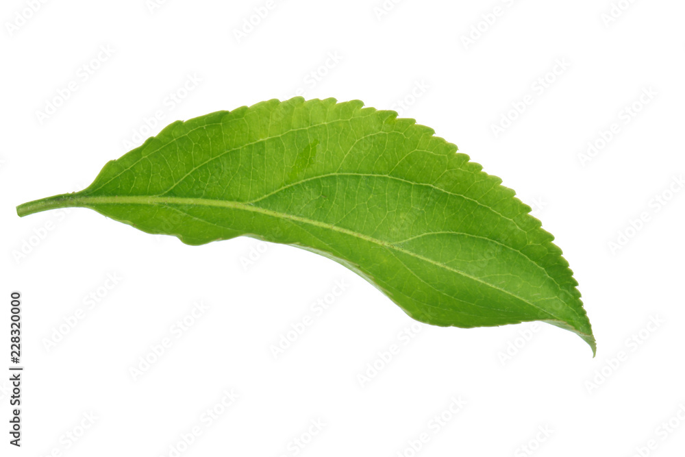 Fototapeta premium green leaf of apple isolated
