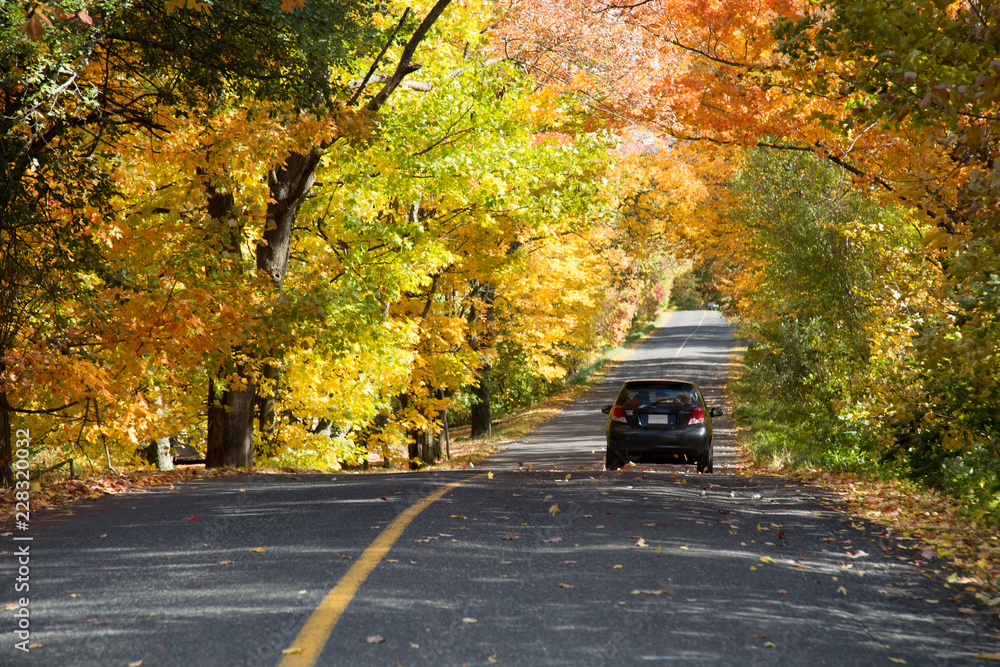 Obraz premium Yellow trees over a rural road