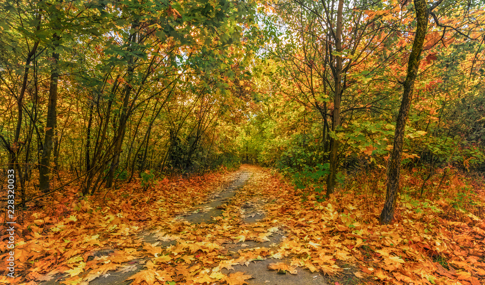 trip to autumn. walk in the autumn forest. autumn colors.