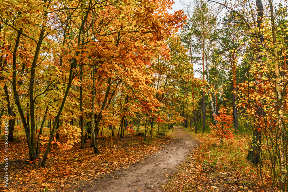Fototapeta premium trip to autumn. walk in the autumn forest. autumn colors.