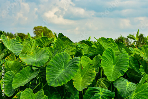 Green weed in tropical wetlands There are large green leaves resembling the elephant's ear. Can be used as pet food.