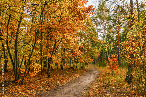 trip to autumn. walk in the autumn forest. autumn colors.