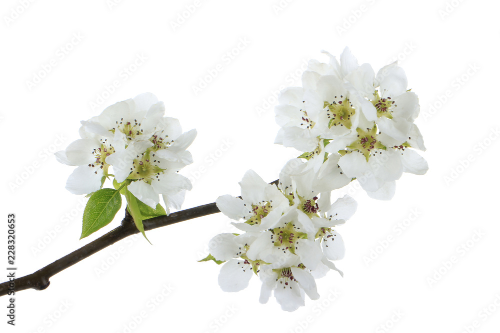branch with flower of apple isolated on white background